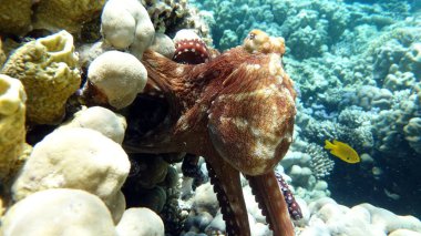 Big Blue Octopus (Octopus cyanea)Octopus. Big Blue Octopus on the Red Sea Reefs.