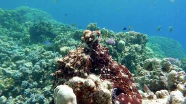 Big Blue Octopus (Octopus cyanea)Octopus. Big Blue Octopus on the Red Sea Reefs.