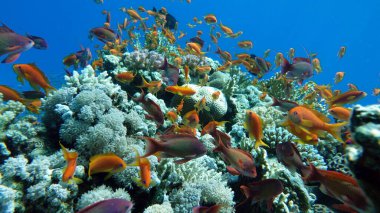 Colorful tropical fish on a coral reef, amazingly beautiful fairy world. In the coral gardens of the Red Sea.
