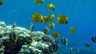 Colorful tropical fish on a coral reef, amazingly beautiful fairy world. In the coral gardens of the Red Sea.