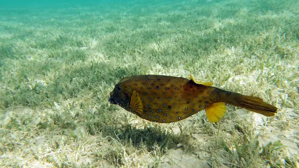 Colorful tropical fish on a coral reef, amazingly beautiful fairy world. In the coral gardens of the Red Sea.