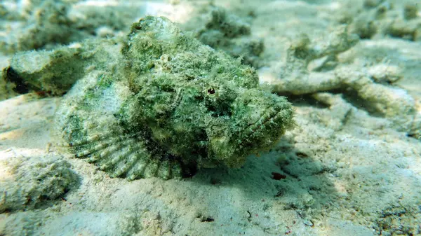 Colorful tropical fish on a coral reef, amazingly beautiful fairy world. In the coral gardens of the Red Sea.