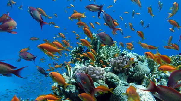 Colorful tropical fish on a coral reef, amazingly beautiful fairy world. In the coral gardens of the Red Sea.