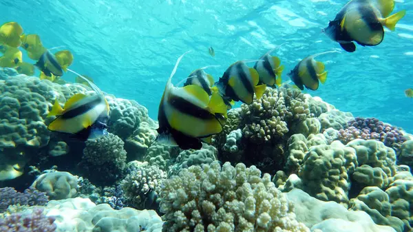 Colorful tropical fish on a coral reef, amazingly beautiful fairy world. In the coral gardens of the Red Sea.