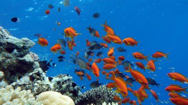 Colorful tropical fish on a coral reef, amazingly beautiful fairy world. In the coral gardens of the Red Sea.