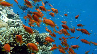 Colorful tropical fish on a coral reef, amazingly beautiful fairy world. In the coral gardens of the Red Sea.