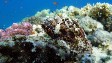 Scorpaenidae. Kısa namlulu dendrokir. Şok tabancası. Balık - bir tür kemik balığı Osteichthyes. Scorpaenidae. Düz başlı akrep burcu.