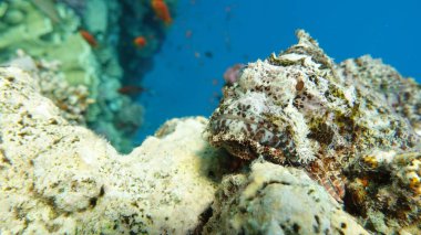 Scorpaenidae. Kısa namlulu dendrokir. Şok tabancası. Balık - bir tür kemik balığı Osteichthyes. Scorpaenidae. Düz başlı akrep burcu.