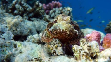 Şok tabancalı akrep balığı. Balık - bir tür kemik balığı Osteichthyes. Scorpaenidae. Düz başlı akrep burcu.
