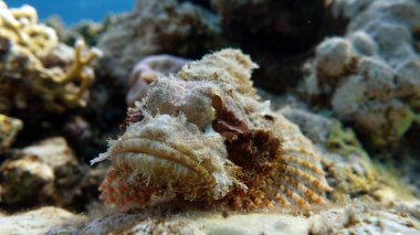 Şok tabancalı akrep balığı. Balık - bir tür kemik balığı Osteichthyes. Scorpaenidae. Düz başlı akrep burcu.