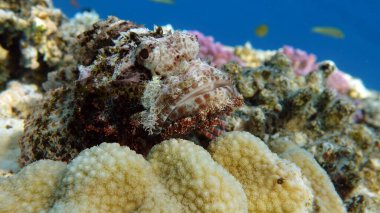 Scorpaenidae. Kısa namlulu dendrokir. Şok tabancası. Balık - bir tür kemik balığı Osteichthyes. Scorpaenidae. Düz başlı akrep burcu.