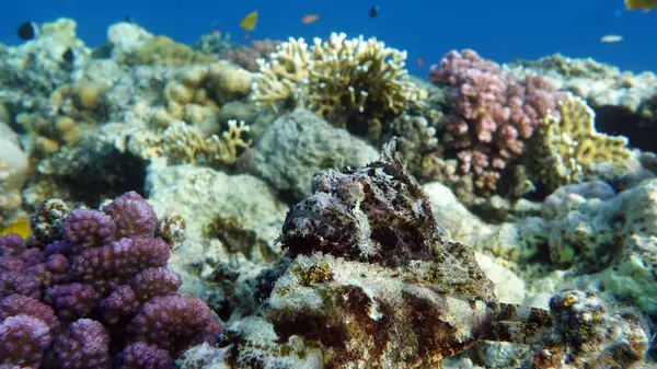 Scorpaenidae. Kısa namlulu dendrokir. Şok tabancası. Balık - bir tür kemik balığı Osteichthyes. Scorpaenidae. Düz başlı akrep burcu.