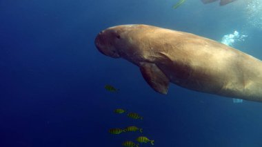 Deniz ineği. Marsa Alam 'daki Deniz İneği. Marsa Mübarek Körfezi.