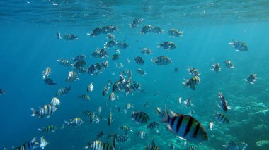 Colorful tropical fish on a coral reef, amazingly beautiful fairy world. In the coral gardens of the Red Sea.