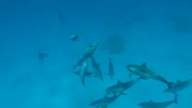 Yunuslar. Dönen yunus. Stenella longirostris, dünyanın dört bir yanındaki tropikal kıyı sularında yaşayan küçük bir yunus türü..