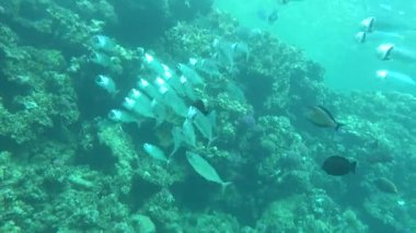 Colorful tropical fish on a coral reef, amazingly beautiful fairy world. In the coral gardens of the Red Sea.