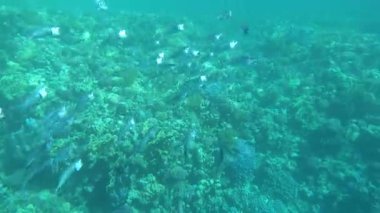 Colorful tropical fish on a coral reef, amazingly beautiful fairy world. In the coral gardens of the Red Sea.