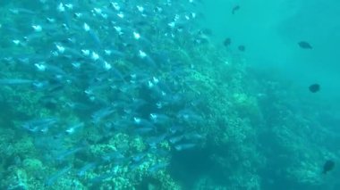 Colorful tropical fish on a coral reef, amazingly beautiful fairy world. In the coral gardens of the Red Sea.