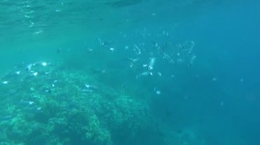 Colorful tropical fish on a coral reef, amazingly beautiful fairy world. In the coral gardens of the Red Sea.