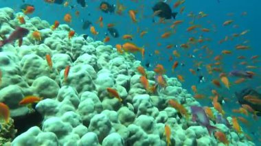 Colorful tropical fish on a coral reef, amazingly beautiful fairy world. In the coral gardens of the Red Sea.