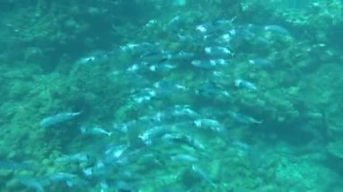 Hint uskumrusu, Makrele wird bis zu 35 cm gro und ernhrt sich von Plankton und Makrele (Scombridae). Sdasiatische