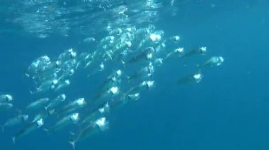 Hint uskumrusu, Makrele wird bis zu 35 cm gro und ernhrt sich von Plankton und Makrele (Scombridae). Sdasiatische