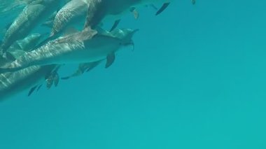 Yunuslar. Dönen yunus. Stenella longirostris, dünyanın dört bir yanındaki tropikal kıyı sularında yaşayan küçük bir yunus türü.. 