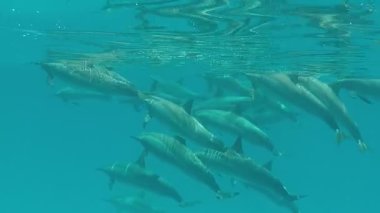 Yunuslar. Dönen yunus. Stenella longirostris, dünyanın dört bir yanındaki tropikal kıyı sularında yaşayan küçük bir yunus türü.. 