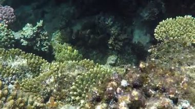 Colorful tropical fish on a coral reef, amazingly beautiful fairy world. In the coral gardens of the Red Sea.