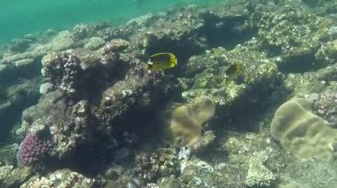 Colorful tropical fish on a coral reef, amazingly beautiful fairy world. In the coral gardens of the Red Sea.