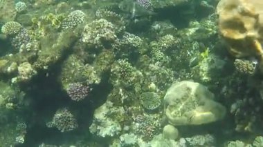 Colorful tropical fish on a coral reef, amazingly beautiful fairy world. In the coral gardens of the Red Sea.