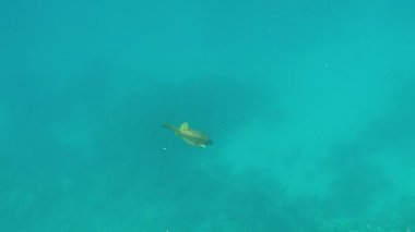 Kızıl Deniz 'in muhteşem resiflerinde yaşayan güzel, çeşitli ve ilginç balıklar. Mercan resiflerindeki renkli tropikal balıklar, inanılmaz derecede güzel peri dünyası. Kızıl Deniz 'in mercan bahçelerinde..