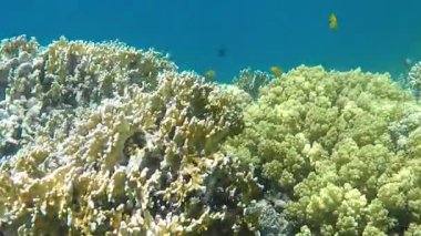 Kızıl Deniz 'in muhteşem resiflerinde yaşayan güzel, çeşitli ve ilginç balıklar. Mercan resiflerindeki renkli tropikal balıklar, inanılmaz derecede güzel peri dünyası. Kızıl Deniz 'in mercan bahçelerinde..