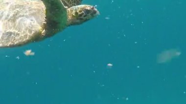 Deniz kaplumbağaları. Büyük resif kaplumbağası. Bissa.Hawksbill deniz kaplumbağası (CR türü) Şahin gagalı kaplumbağa - Eretmochelys imbricata.