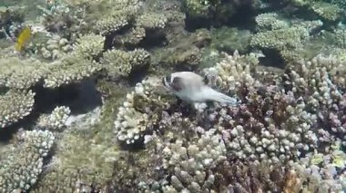 Colorful tropical fish on a coral reef, amazingly beautiful fairy world. In the coral gardens of the Red Sea.