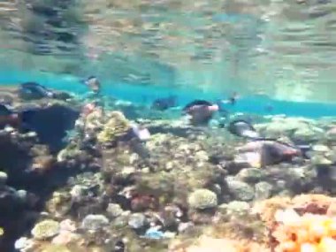 Colorful tropical fish on a coral reef, amazingly beautiful fairy world. In the coral gardens of the Red Sea.