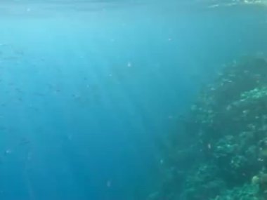 Kızıl Deniz 'in muhteşem resiflerinde yaşayan güzel, çeşitli ve ilginç balıklar. Mercan resiflerindeki renkli tropikal balıklar, inanılmaz derecede güzel peri dünyası. Kızıl Deniz 'in mercan bahçelerinde..