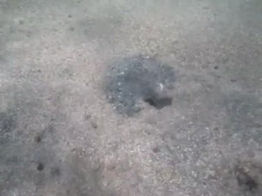 Colorful tropical fish on a coral reef, amazingly beautiful fairy world. In the coral gardens of the Red Sea.