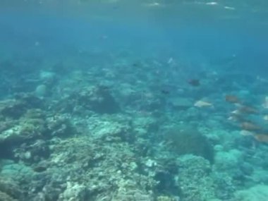 Colorful tropical fish on a coral reef, amazingly beautiful fairy world. In the coral gardens of the Red Sea.