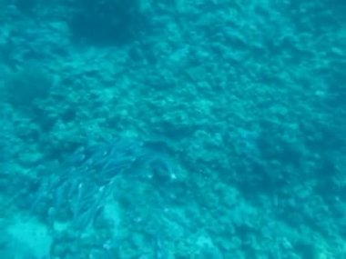 Colorful tropical fish on a coral reef, amazingly beautiful fairy world. In the coral gardens of the Red Sea.