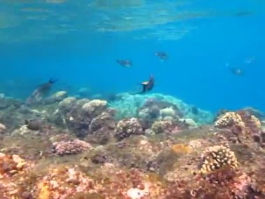 Kızıl Deniz 'in muhteşem resiflerinde yaşayan güzel, çeşitli ve ilginç balıklar. Mercan resiflerindeki renkli tropikal balıklar, inanılmaz derecede güzel peri dünyası. Kızıl Deniz 'in mercan bahçelerinde..