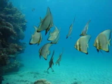 Kızıl Deniz 'in muhteşem resiflerinde yaşayan güzel, çeşitli ve ilginç balıklar. Mercan resiflerindeki renkli tropikal balıklar, inanılmaz derecede güzel peri dünyası. Kızıl Deniz 'in mercan bahçelerinde..