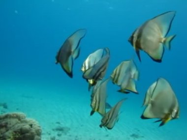 Kızıl Deniz 'in muhteşem resiflerinde yaşayan güzel, çeşitli ve ilginç balıklar. Mercan resiflerindeki renkli tropikal balıklar, inanılmaz derecede güzel peri dünyası. Kızıl Deniz 'in mercan bahçelerinde..