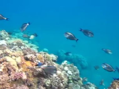 Kızıl Deniz 'in muhteşem resiflerinde yaşayan güzel, çeşitli ve ilginç balıklar. Mercan resiflerindeki renkli tropikal balıklar, inanılmaz derecede güzel peri dünyası. Kızıl Deniz 'in mercan bahçelerinde..