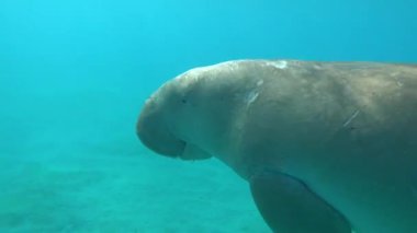 Deniz ineği. Marsa Alam 'daki Deniz İneği. Marsa Mübarek Körfezi.