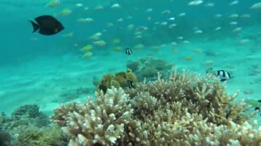 Kızıl Deniz 'in muhteşem resiflerinde yaşayan güzel, çeşitli ve ilginç balıklar. Mercan resiflerindeki renkli tropikal balıklar, inanılmaz derecede güzel peri dünyası. Kızıl Deniz 'in mercan bahçelerinde..