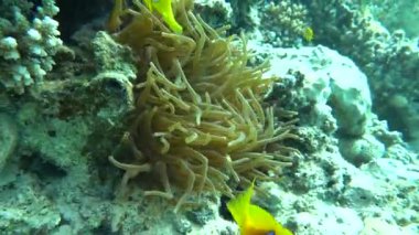 Kızıl Deniz 'in muhteşem resiflerinde yaşayan güzel, çeşitli ve ilginç balıklar. Mercan resiflerindeki renkli tropikal balıklar, inanılmaz derecede güzel peri dünyası. Kızıl Deniz 'in mercan bahçelerinde..