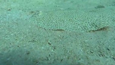 Kızıl Deniz 'in muhteşem resiflerinde yaşayan güzel, çeşitli ve ilginç balıklar. Mercan resiflerindeki renkli tropikal balıklar, inanılmaz derecede güzel peri dünyası. Kızıl Deniz 'in mercan bahçelerinde..