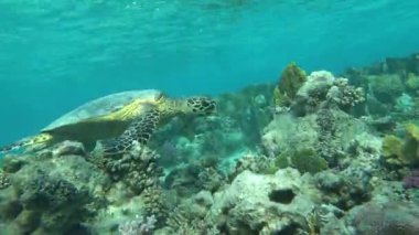 Şahin gagalı deniz kaplumbağası (CR türleri) Şahin gagalı Kaplumbağa - Eretmochelys imbricata.Deniz kaplumbağaları. Büyük resif kaplumbağası. Bissa..