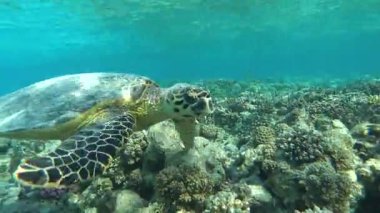 Şahin gagalı deniz kaplumbağası (CR türleri) Şahin gagalı Kaplumbağa - Eretmochelys imbricata.Deniz kaplumbağaları. Büyük resif kaplumbağası. Bissa..